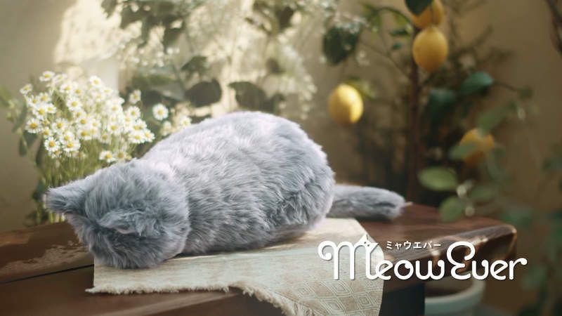 meowever meowever